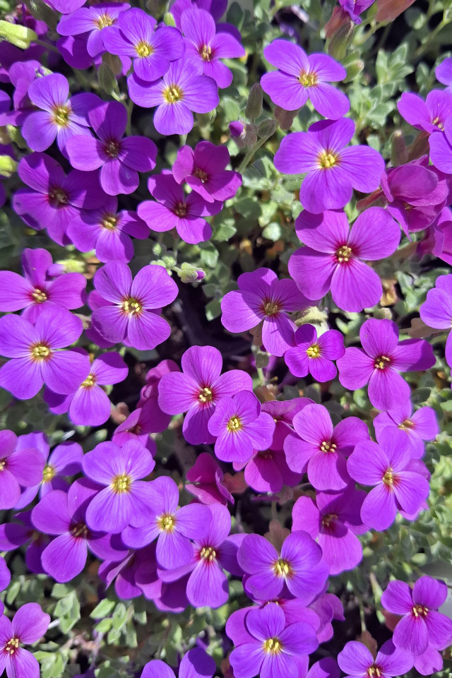  Blaukissen Blaumeise