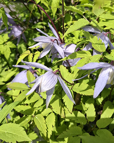 Clematis Georg