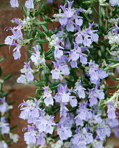 Hänge-Rosmarin Blue Cascade