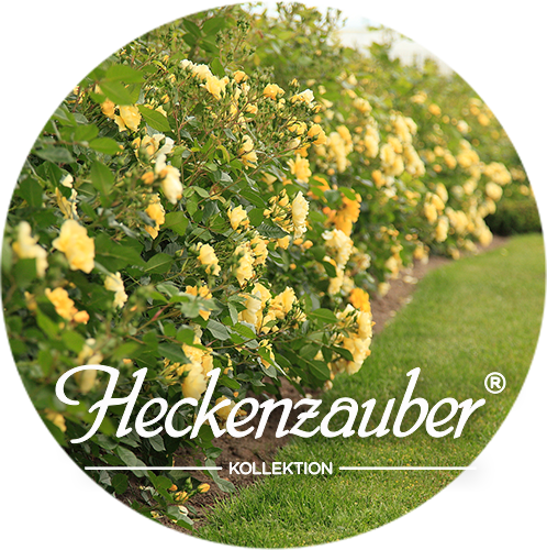 Kollektion Heckenzauber®