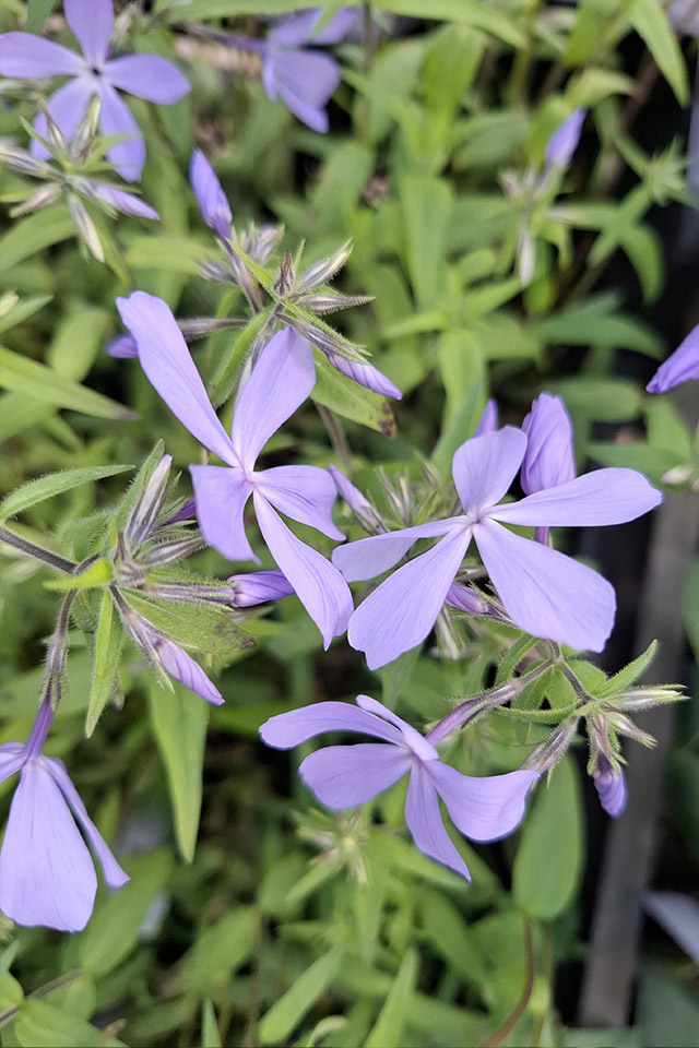 ​Wald-Phlox Clouds of Perfume