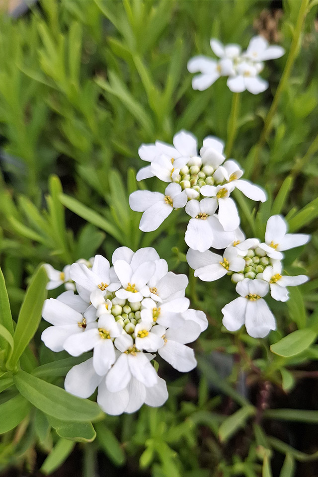  Schleifenblume Findel