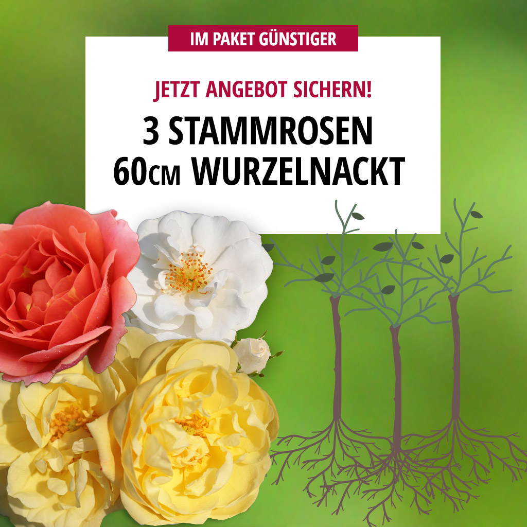 3er Paket Stammrosen wurzelnackt 60 cm
