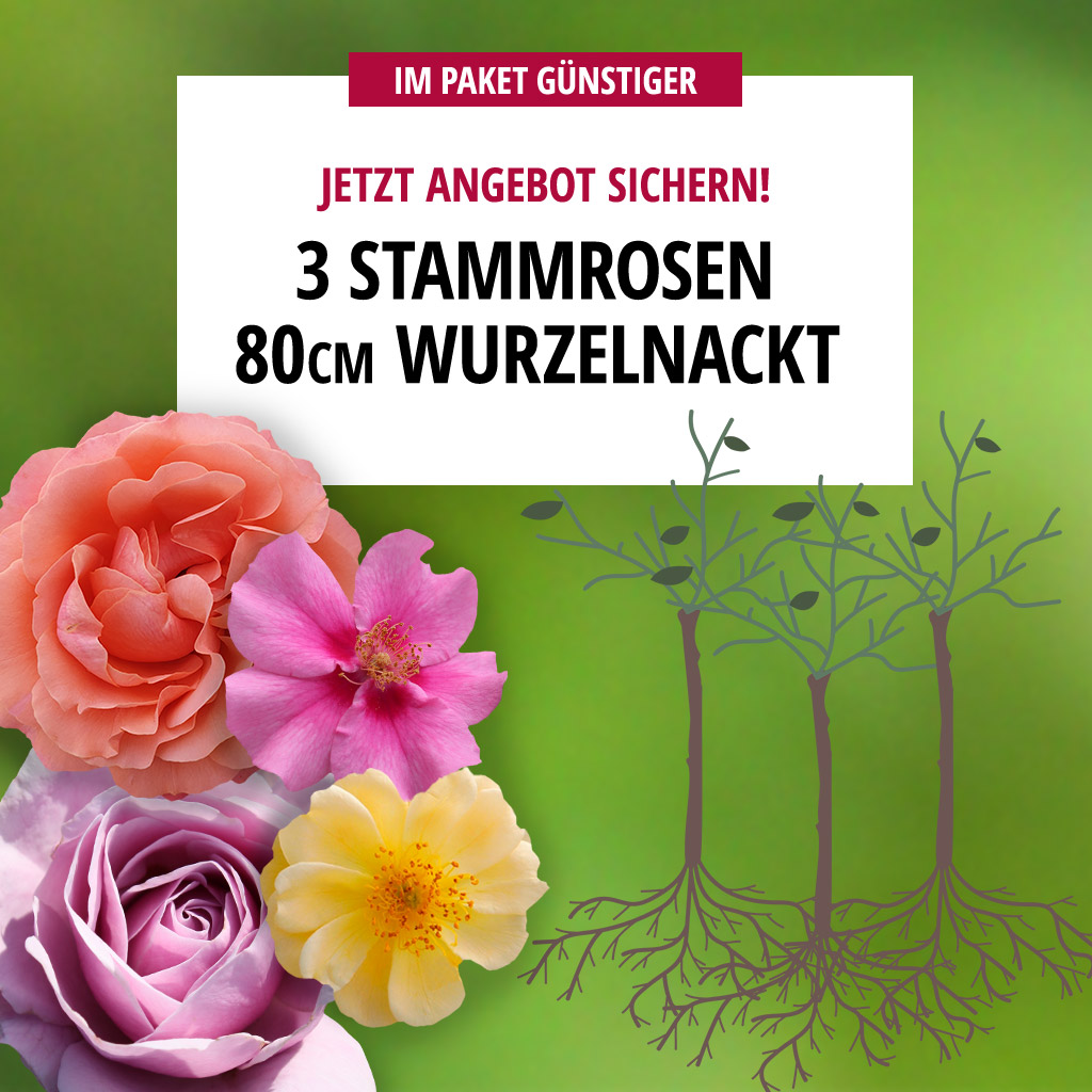 3er Paket Stammrosen wurzelnackt 80 cm