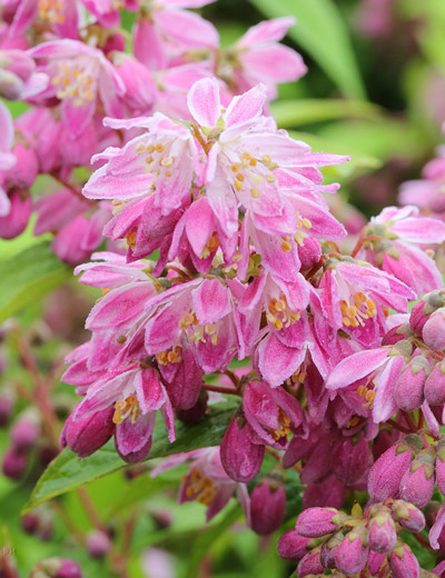 Sternchenstrauch Strawberry Fields