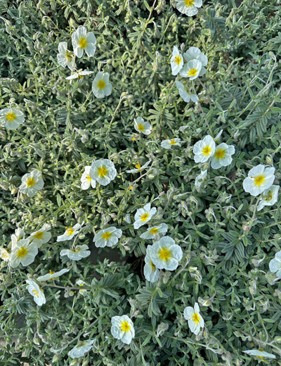  Sonnenröschen The Bride