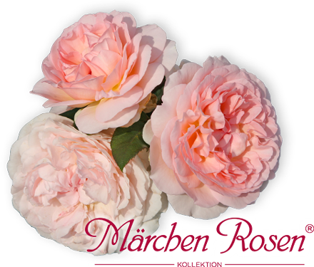 Kollektion MärchenRosen®