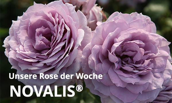 Novalis®