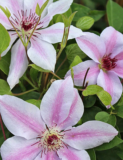 Clematis Jean Paul II
