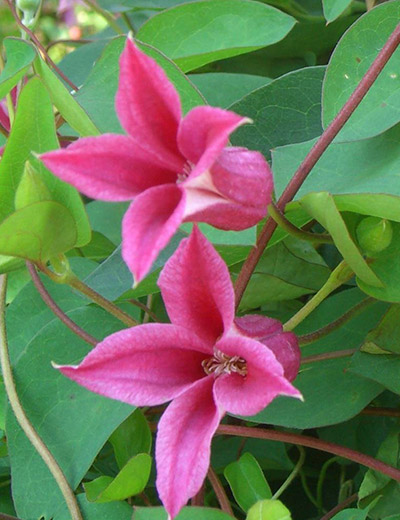 Clematis Princess Diana