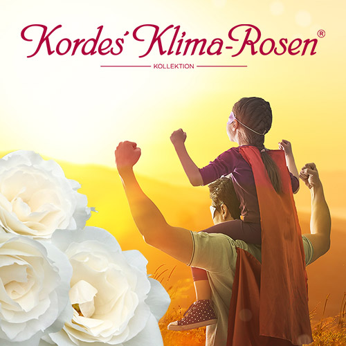 Kordes Klima-Rosen®