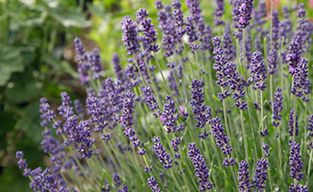  Lavendel Hidcote Blue