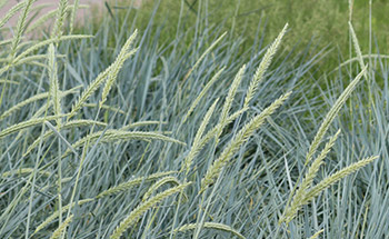 Strandroggen Blue Dune