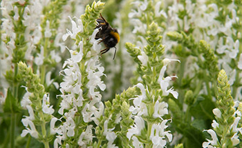 Ziersalbei Schneehügel