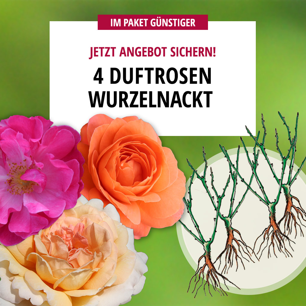4er-Paket Duftrosen wurzelnackt