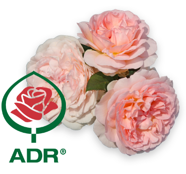 ADR-Rosen