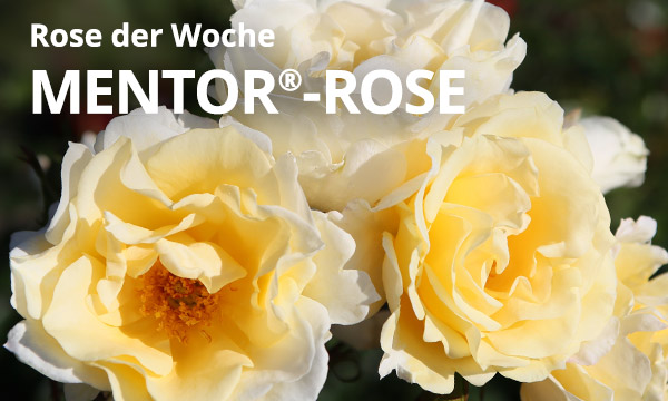 Mentor®-Rose