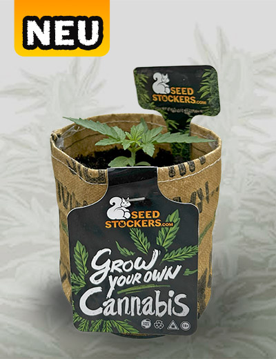  Mini-Grow Kit Cannabissamen 
