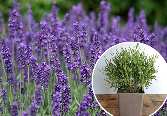 Lavendel Hidcote Blue