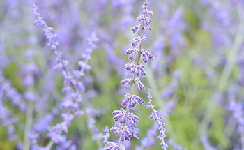Blauraute Blue Spire