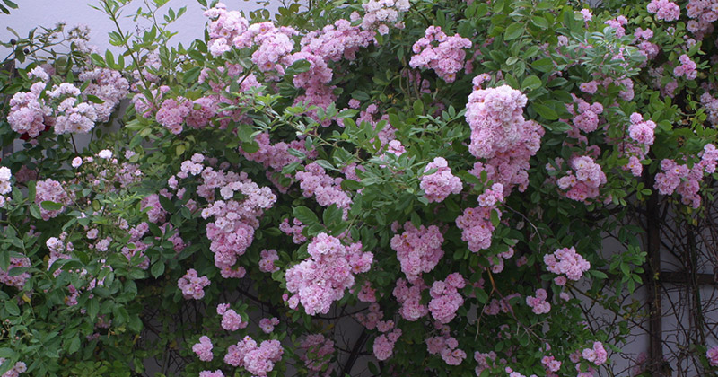 Kletterrosen