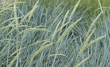 Strandroggen Blue Dune