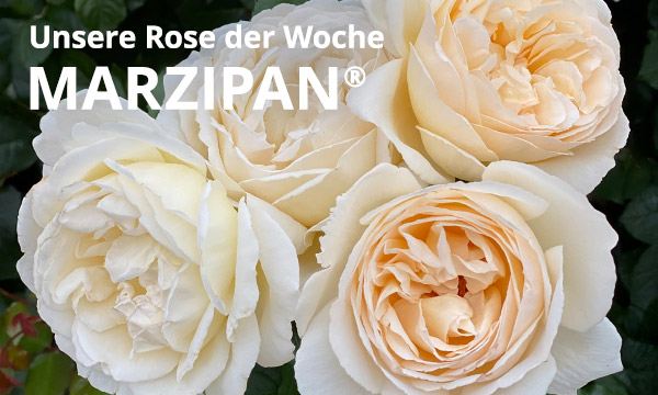 Marzipan®