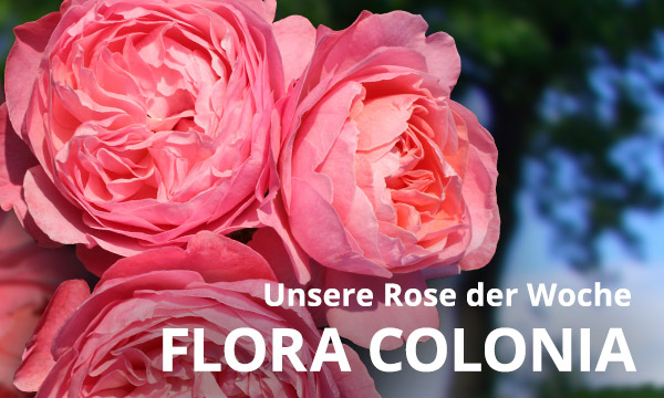 Flora Colonia
