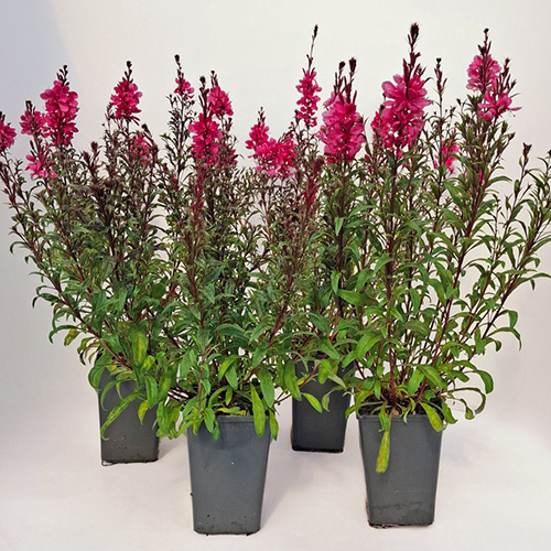 4er-Set Prachtkerze Gaudi Red