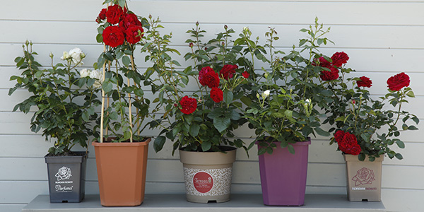 Containerrosen