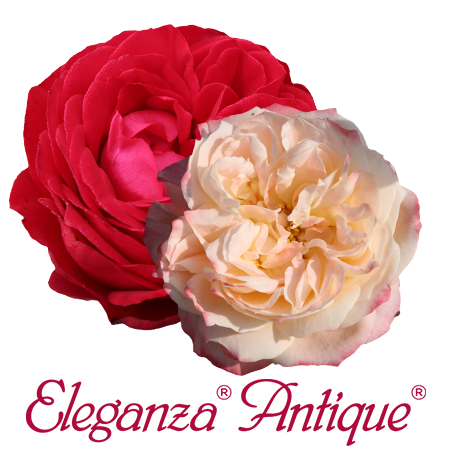 Kollektion Eleganza®Antique®