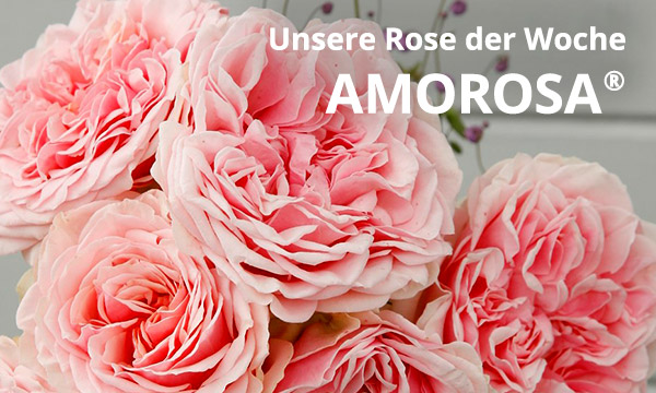 Amorosa®