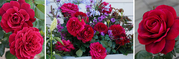 Edelrose Bellevue®