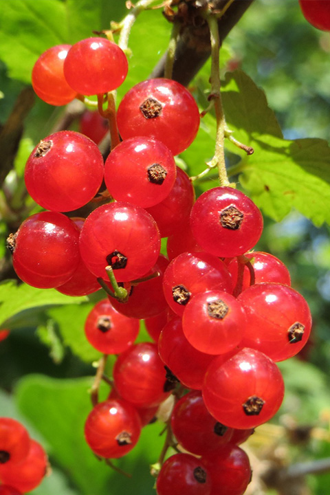 Johannisbeere Rovada