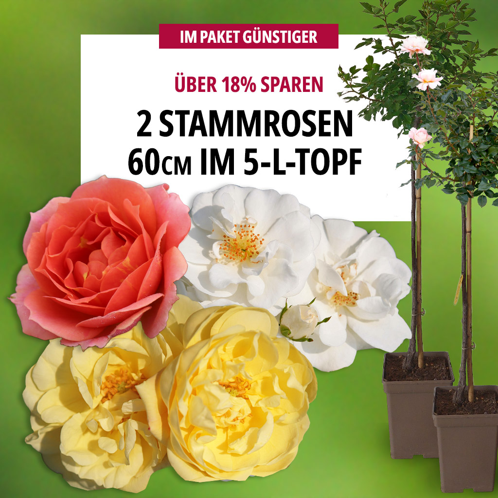2er-Set Stammrosen 60 cm