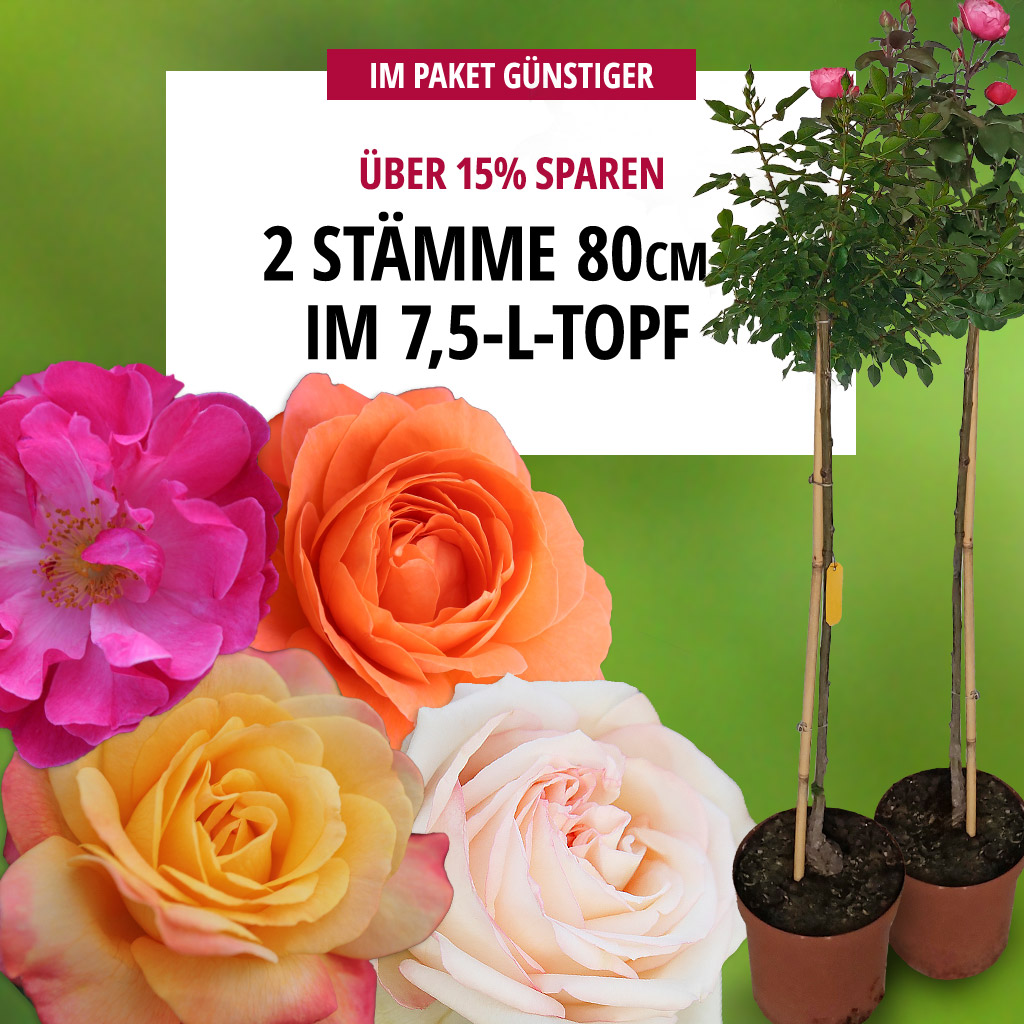 2er-Set Stammrosen 80 cm