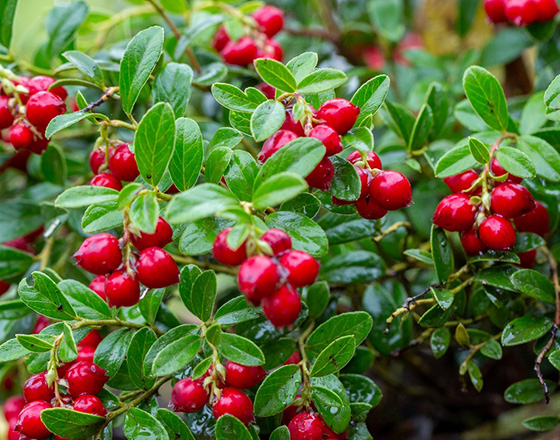 Preiselbeere Miss Cherry® Meliro
