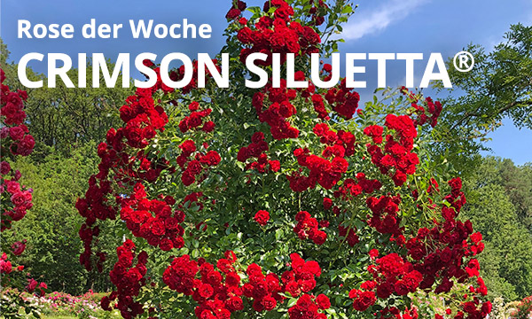 Crimson Siluetta®