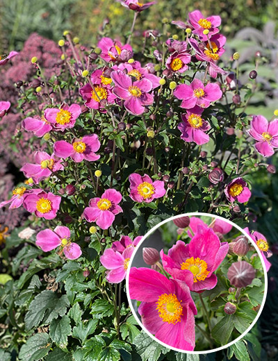 Herbst-Anemone Emmy Deep Rose
