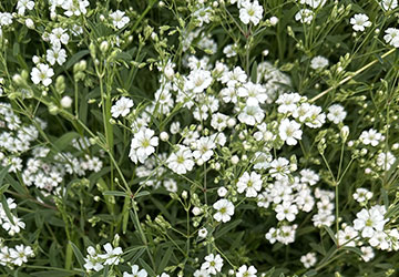 Kriechendes Schleierkraut Filou White