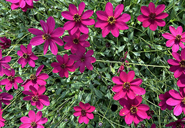 Schokoladenblume Cherry Chocolate