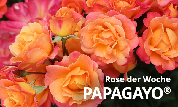  Papagayo® 