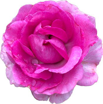 Beetrose Clivia®
