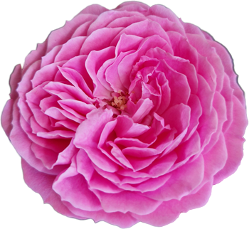 Patiorose Julie®