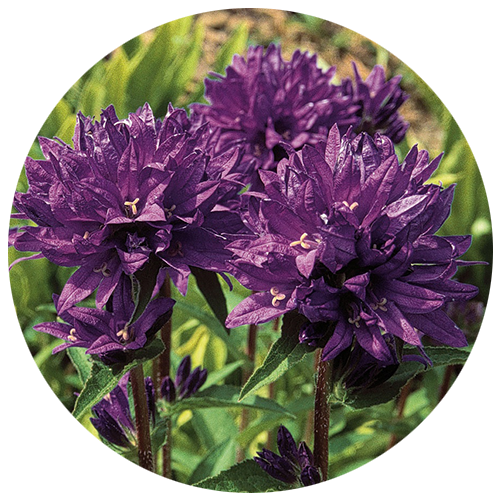 Knäuelglockenblume