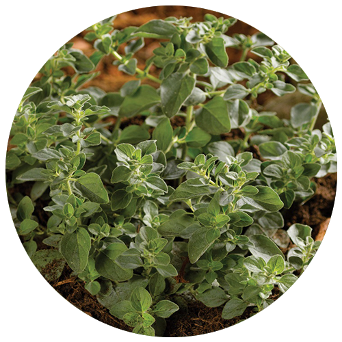  Scharfer Oregano Hot and Spicy