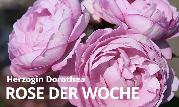 Herzogin Dorothea