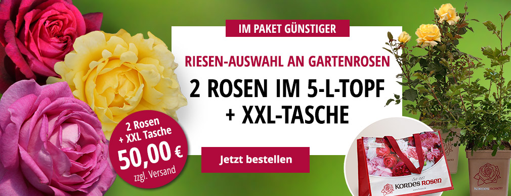 Angebot 2 Rosen im 5L-Topf mit XXl Tasche