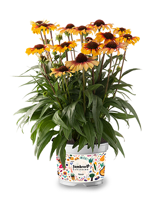 &nbsp;Sonnenhut Sombrero® Special Yellow Red