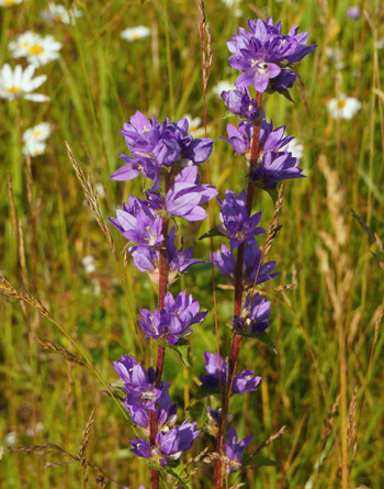 Knäuelglockenblume Knäuelglockenblume